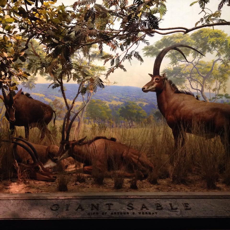 12434579_10153784363230692_348164399_n