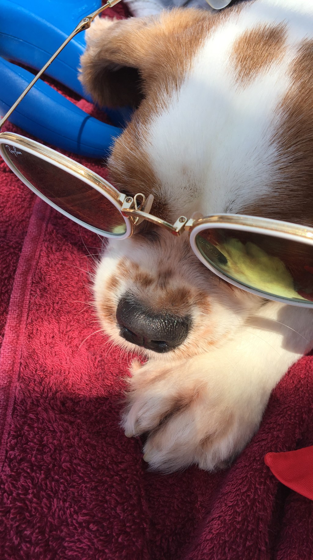 Hyères’de Bir Kuçu Kuçu / Un toutou à&nbsp;Hyères